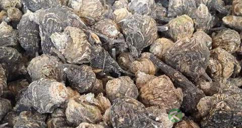 吃玛卡能喝绿豆粥吗