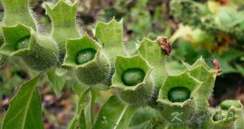 莨菪的药用价值_莨菪的副作用