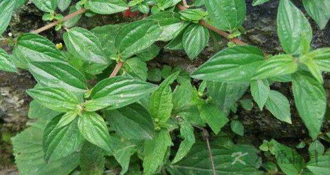 雾水葛的药用价值_雾水葛的副作用