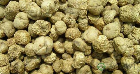 元胡的药用价值_元胡的副作用