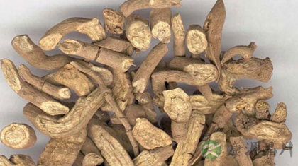 木香的功效与作用_木香的药用价值
