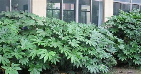 八角金盘的药用价值_八角金盘的副作用