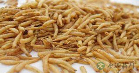 五谷虫的功效与作用