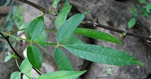 鹰不泊的药用价值_鹰不泊的副作用