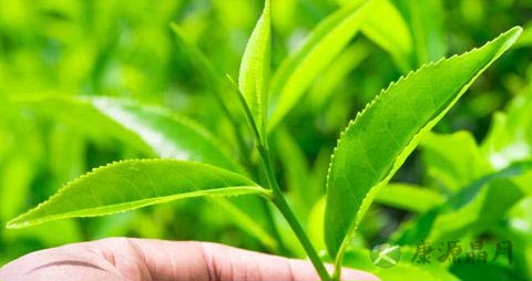 绿茶有减肥作用吗