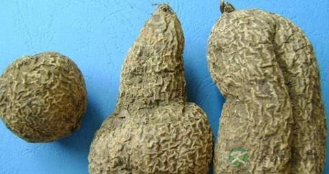 牛胆的功效与作用