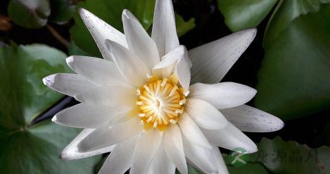 雪莲花治什么病