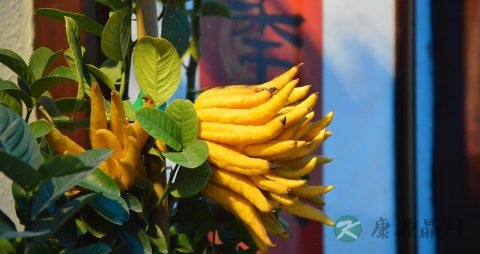 当归黄芪茶