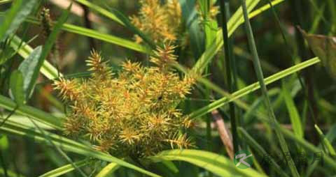 水莎草的药用价值_水莎草的副作用
