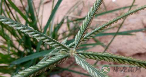 牛筋草的功效与作用