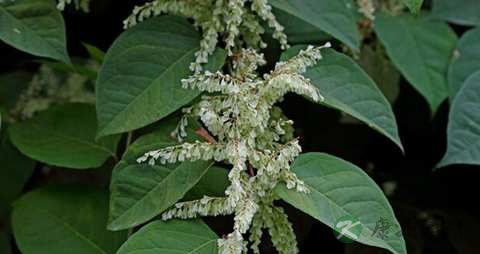 虎杖的药用价值_虎杖的副作用