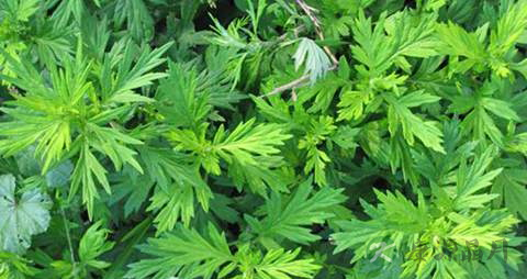 艾蒿的药用价值_艾蒿的副作用