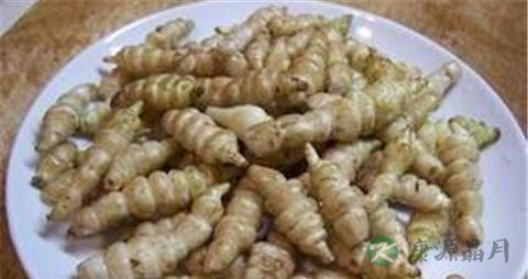 甘露子的药用价值_甘露子的副作用
