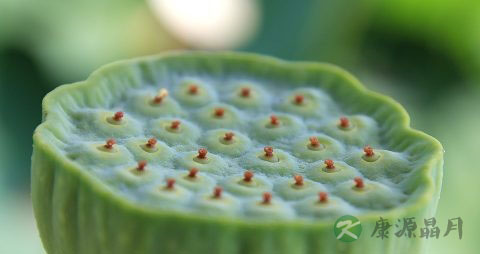 莲子芯的功效与作用