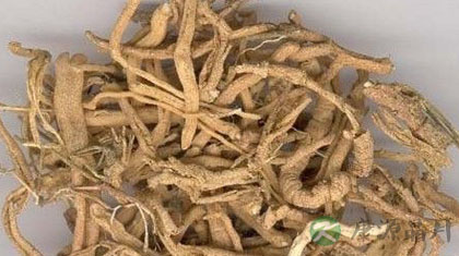 远志的功效与作用_远志的副作用
