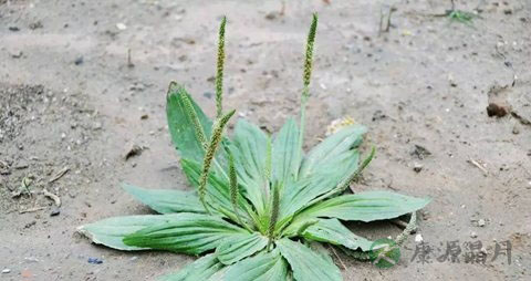 车前草功效有哪些