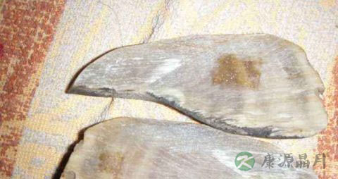 犀角的药用价值_犀角的副作用