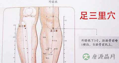 足三里穴在哪个部位