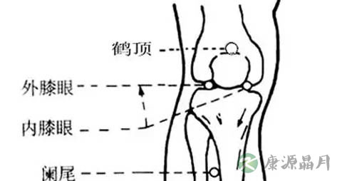 鹤顶穴在哪里_鹤顶穴的准确位置图