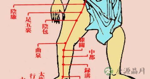 肝经的体表走向