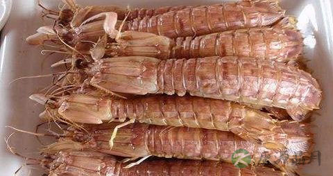 吃虾姑会过敏吗