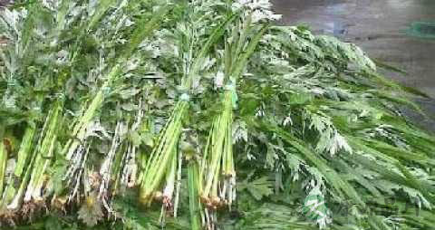 艾茎和艾叶哪个好