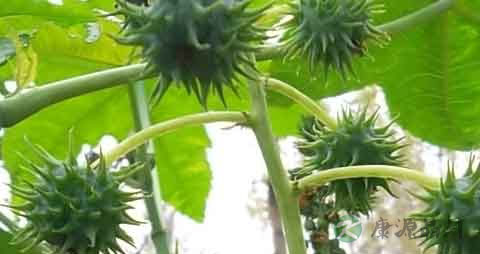 中药蓖芭有毒吗