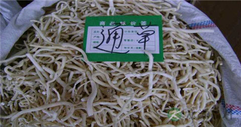 催奶中药有哪些