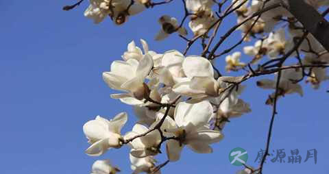 玉兰花能泡脚吗
