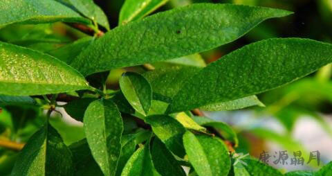 治疗慢性荨麻疹的偏方