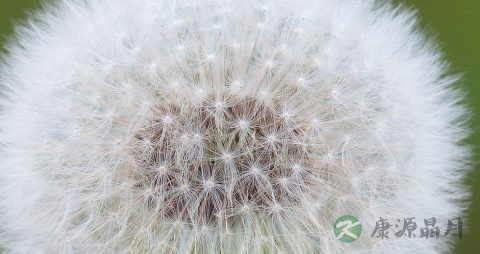 蒲公英治胃病的偏方