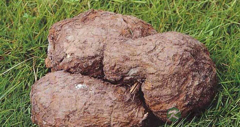 一般吃消摇丸治妇科的吃几盒 一般吃消摇丸治妇科的吃几盒