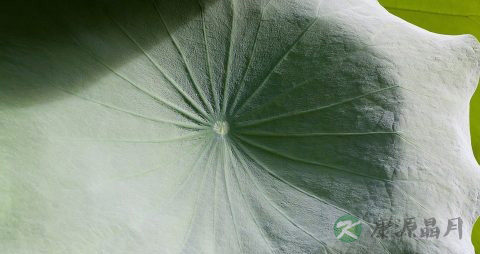 治支扩的偏方