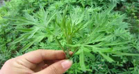 艾草治腰痛的偏方