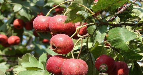 治疗肠胃感冒的偏方 治疗肠胃感冒的偏方