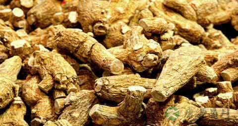 肾阳虚能用西洋参吗