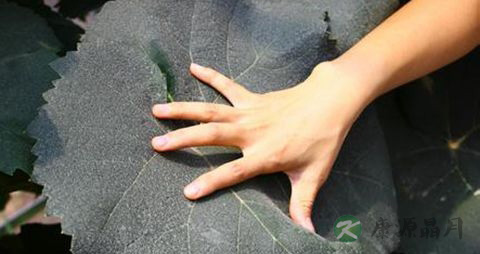 大拇指关节疼怎么办