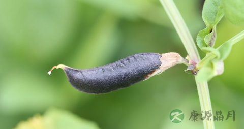 每天喝姜水可以治疗宫寒吗