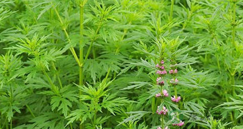 益母草能治宫寒吗
