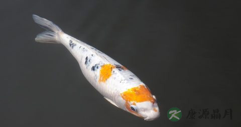 耳水不平衡症状
