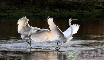 提醒:冬季进补吃动物颈脖肉致上火 提醒:冬季进补吃动物颈脖肉致上火