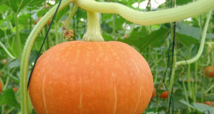 杂粮虽好，不过量为妙