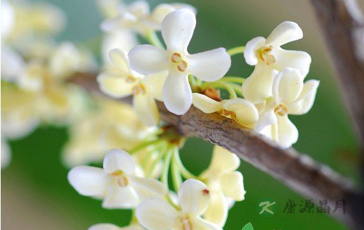 教你如何用十大鲜花来保健养生 教你如何用十大鲜花来保健养生