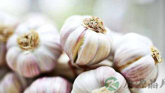 常吃大蒜可杀菌 多吃会得脂肪肝
