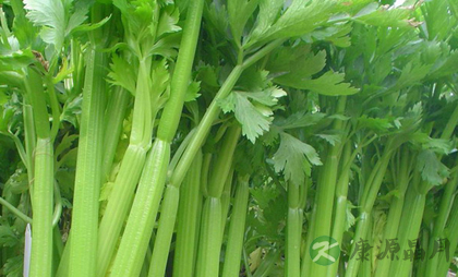 如何让牙齿变白 多吃这七种食物