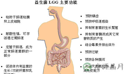 益生菌被夸大其词 常人勿特殊补充