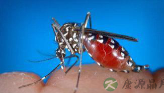 发热不退小心登革热 5大招巧防蚊