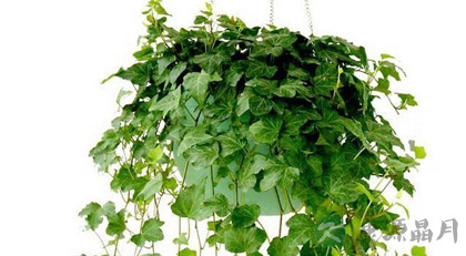 防电脑辐射效果最好的植物