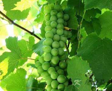 适合秋季吃的7大养肺水果