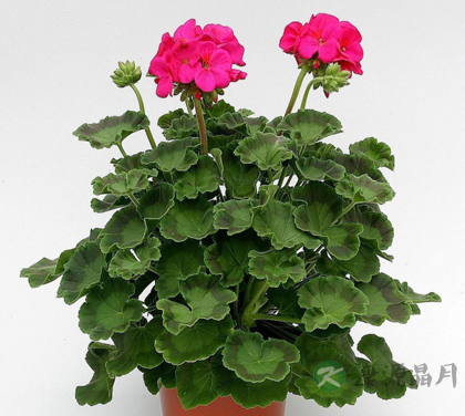 在家种什么花草能驱蚊虫